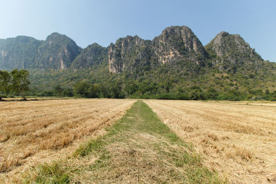 Scenic view of agricultural field against sky