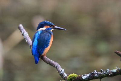 Bird perching on branch