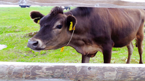 Cows standing in a farm