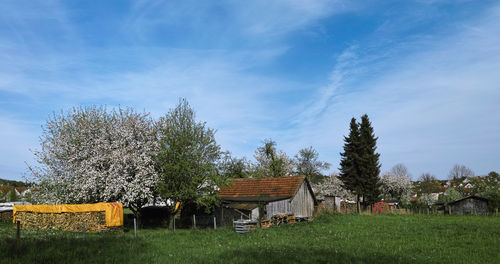 Trees on field against sky