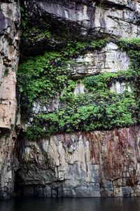 Plants growing on rock by building