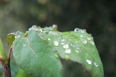 Close-up of water drops on plant