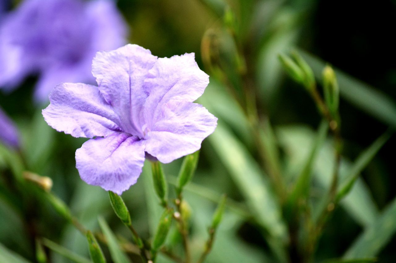 CLOSE-UP OF PURPLE FLOWER PLANT