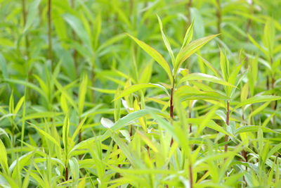 Close-up of grass growing on field