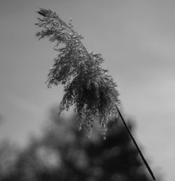 Close-up of plant against sky