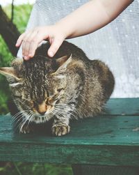 Close-up of cat