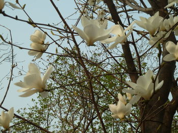 Low angle view of white flowers blooming on tree