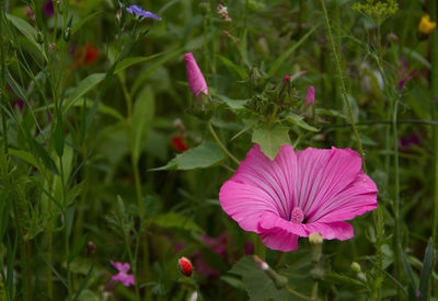 Close-up of pink flowers