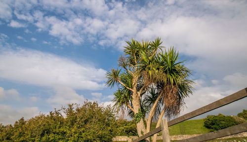 Low angle view of palm tree against sky