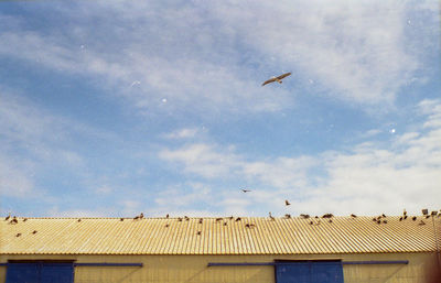 Seagulls flying against sky