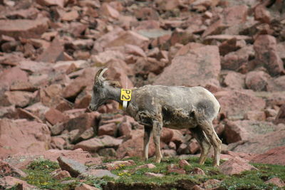 Side view of goat standing on rocky field