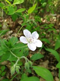 Close-up of white flowers blooming outdoors