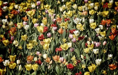 Full frame shot of multi colored tulips blooming outdoors