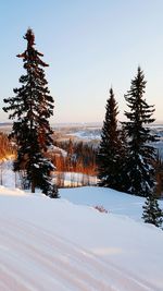 Trees on snow covered landscape against clear sky