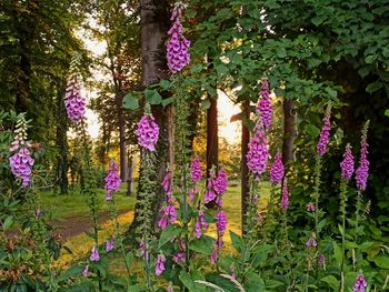 Purple flowering plants in garden