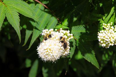 Close-up of honey bee on white flower