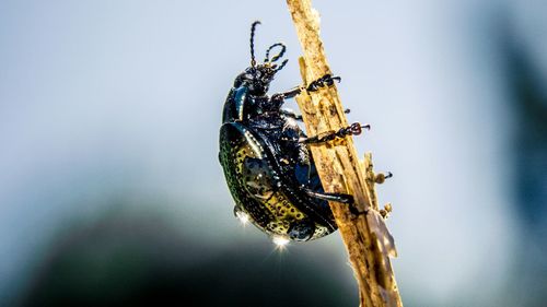 Close-up of insect on branch