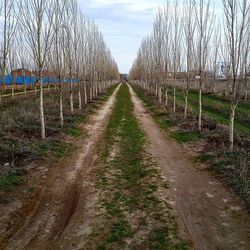 Narrow pathway along bare trees