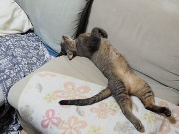 Cat sleeping on tiled floor