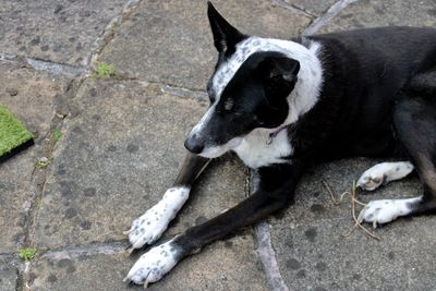 High angle view of dog resting on footpath