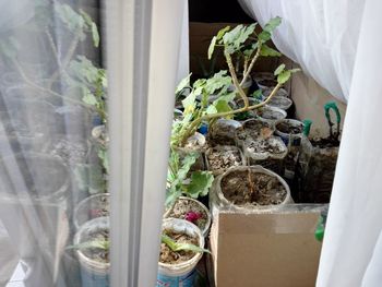 Close-up of potted plant on window