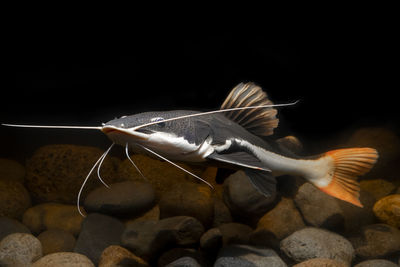 Close-up of fish on rock