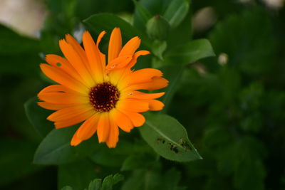 Close-up of orange flower