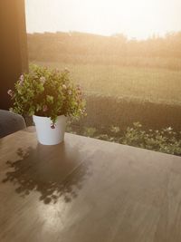 Potted plants on table by window