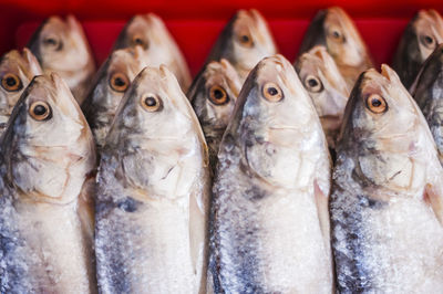 Close-up of fish for sale at street market