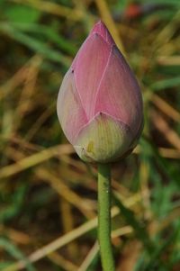 Close-up of pink lily bud