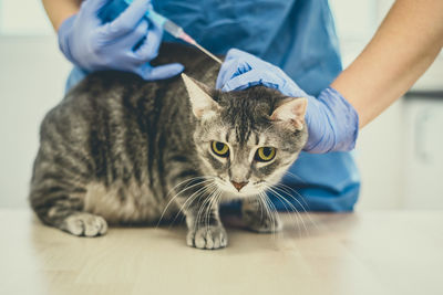 Veterinarian doctor is giving an injection to a cat