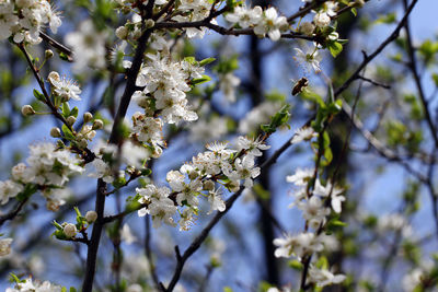 Close-up of white cherry blossoms in spring