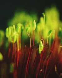 Close-up of flower against blurred background