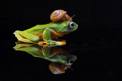 Close-up of frog on leaf against black background