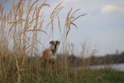 animal themes