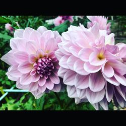 Close-up of pink flowers