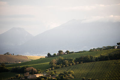 Scenic view of agricultural field against sky