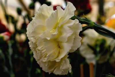 Close-up of white rose flower