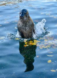 Close-up portrait of turtle swimming in water