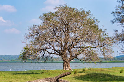 Tree on field by lake against sky