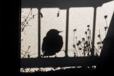 Shadow of man on wall