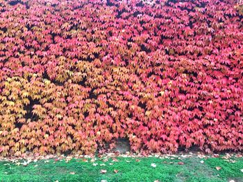 Pink flowers on grass