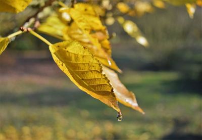 Close-up of yellow maple leaf