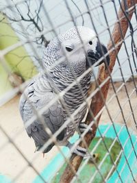 Close-up of owl perching on chainlink fence