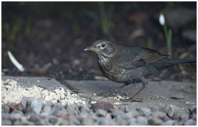 Close-up of bird perching on a land