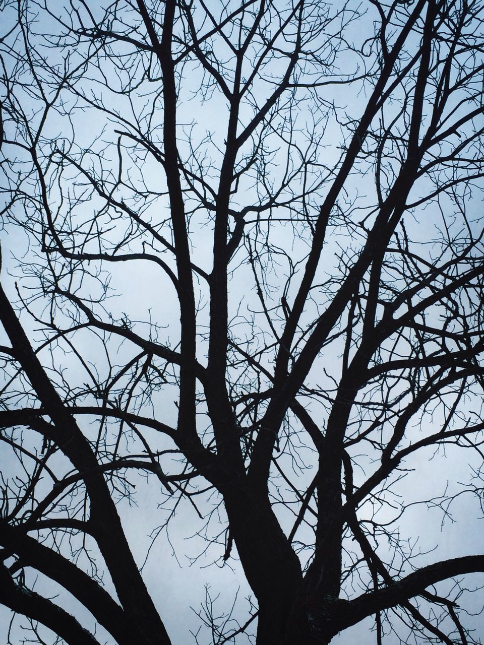 bare tree, low angle view, branch, tree, sky, nature, silhouette, tranquility, clear sky, beauty in nature, tree trunk, scenics, outdoors, no people, blue, growth, day, backgrounds, tranquil scene, high section