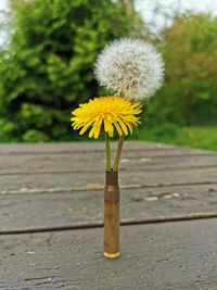 Close-up of yellow dandelion flower on wood