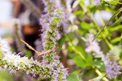 Close-up of insect on purple flower