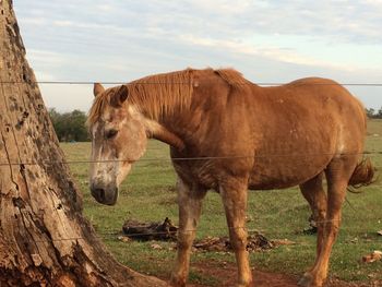 Horses standing on field against sky