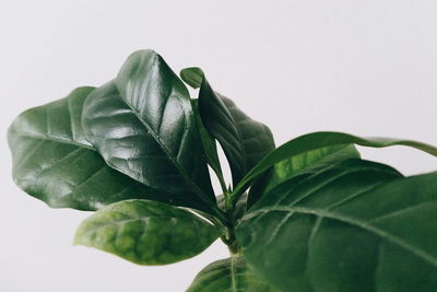 Close-up of leaves over white background